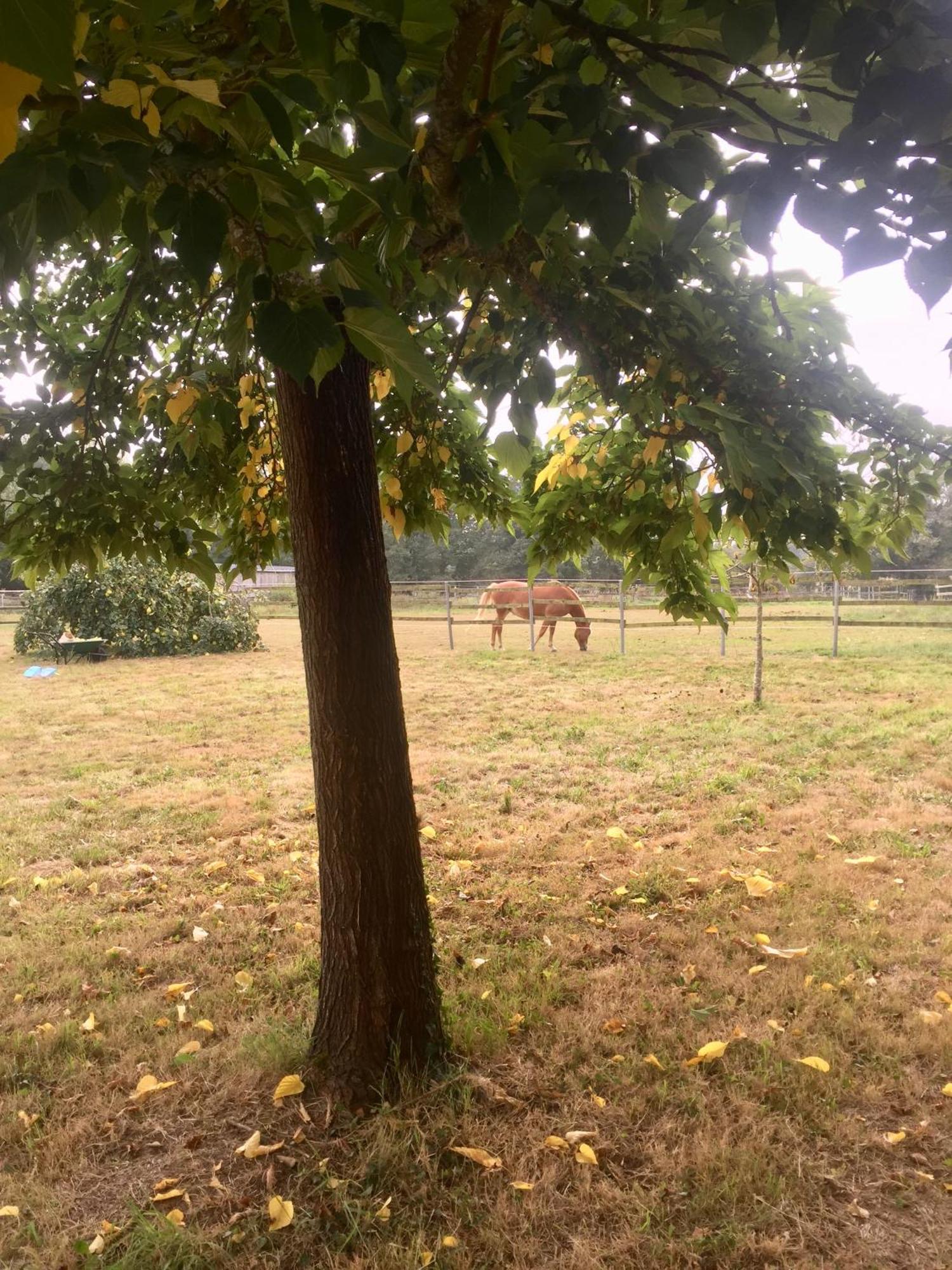 La Brionniere Villa Aizenay Kültér fotó
